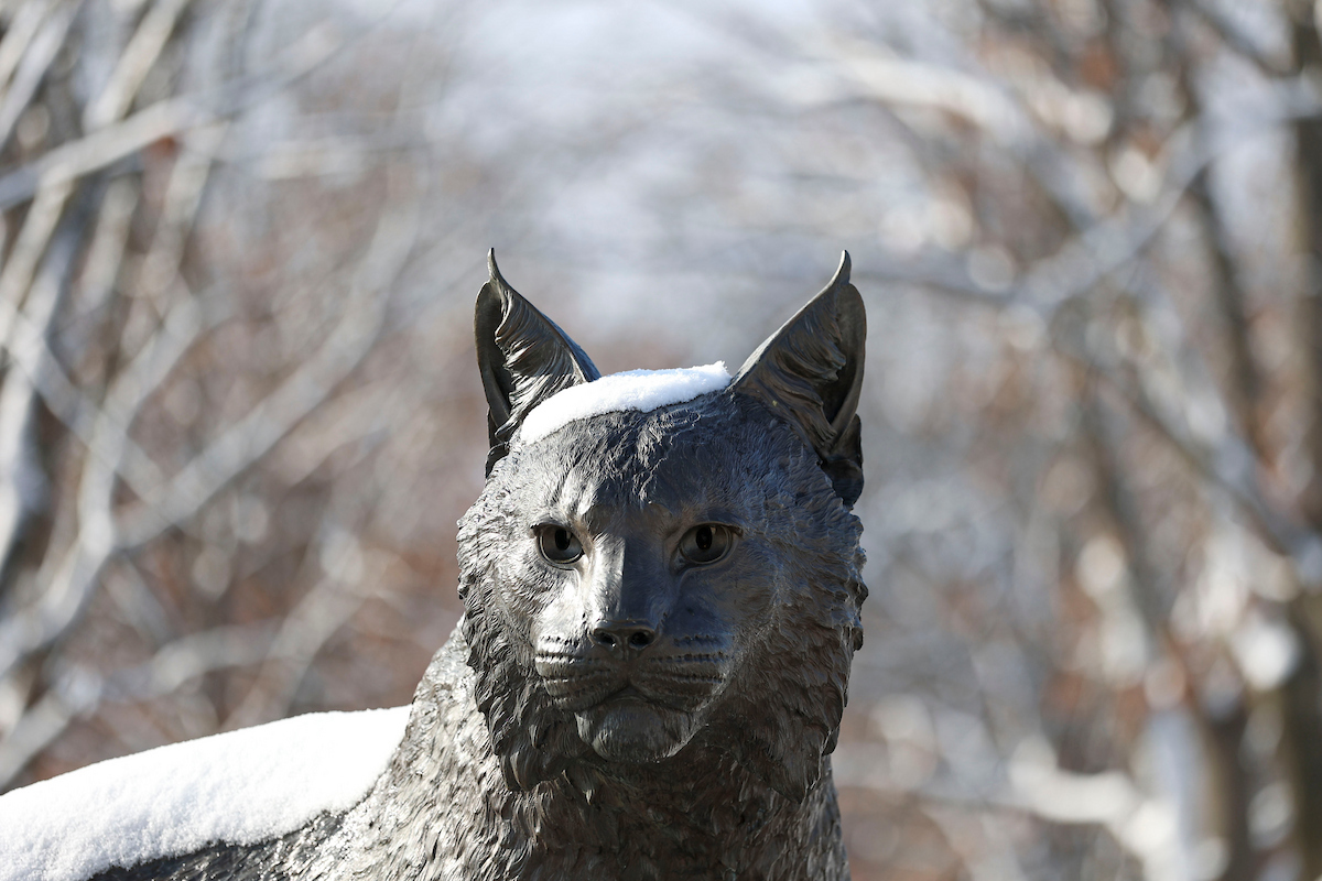 The Bowman cat statue on the UK campus showing a bronze wildcat with a light covering of snow.