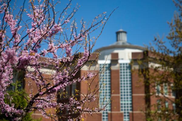 Tree in bloom outside William T. Young Library