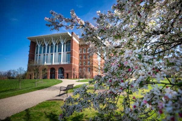 Photo of William T Young Library behind blooming branches