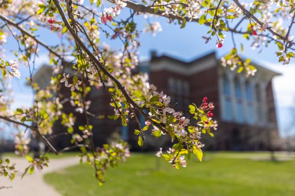 a close-up view of flowers blossoming on thin tree branches, with the William T. Young Library and a clear blue sky out of focus in the background