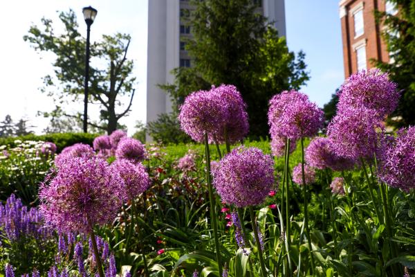Vibrant purple flowers in the foreground with a tall concrete building rising up in the background against a pale blue sky