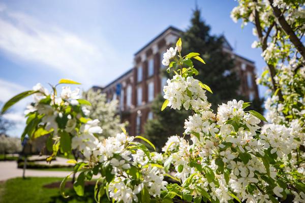 close-up shot of white flowers blooming on tree branch with the UK Main Building out of focus in the background.