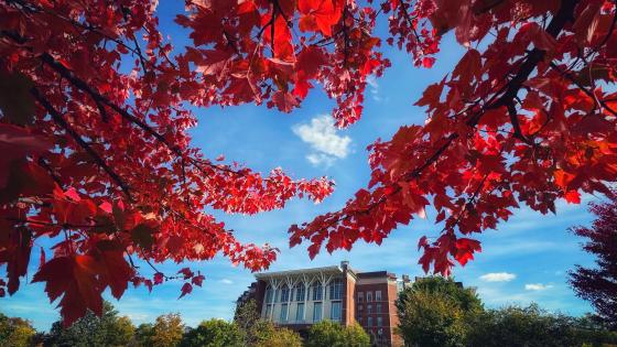 A large brick library in the distance with red oak leaves and branches framing the top third in front of bright blue skies.