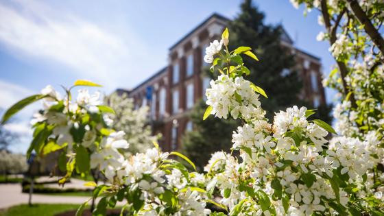 close-up shot of white flowers blooming on tree branch with the UK Main Building out of focus in the background.